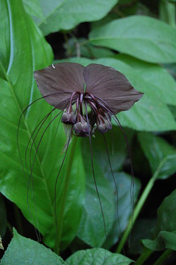 ./20161025-0240-cet-black-bat-flower-1.png